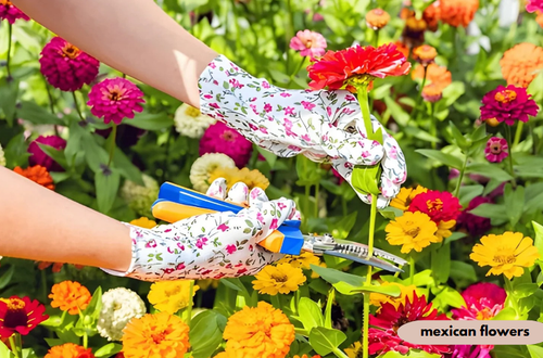 mexican flowers
