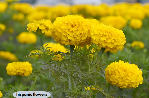 hispanic flowers