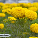 hispanic flowers