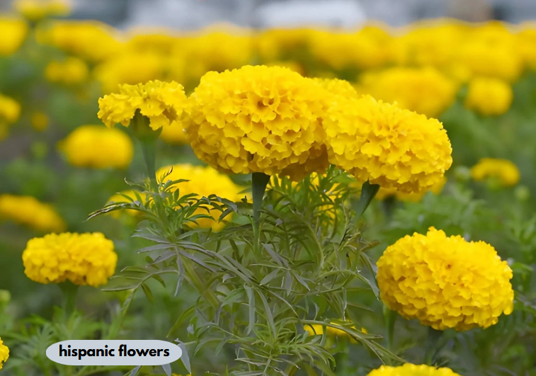 hispanic flowers