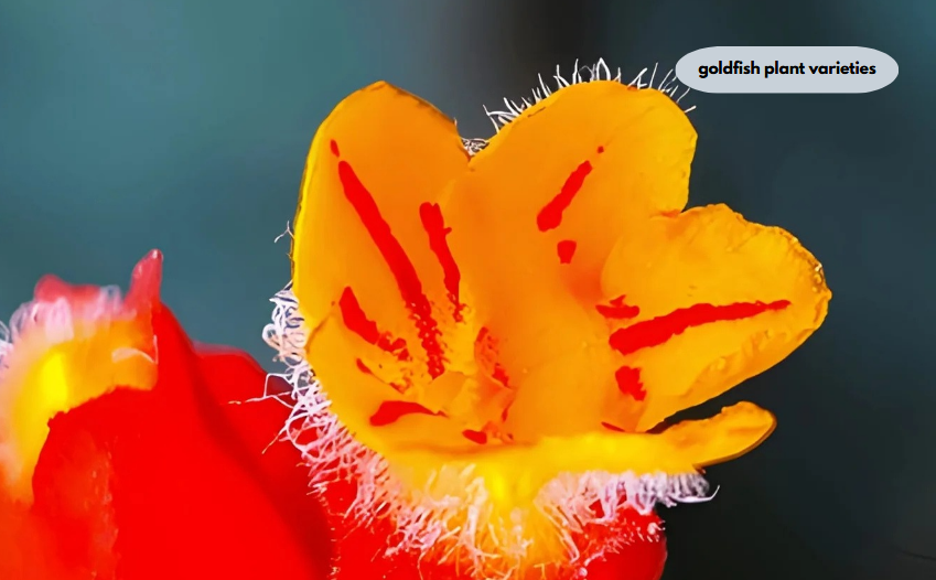 goldfish plant varieties